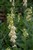 Trädgård digitalis.jpg